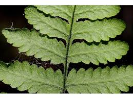 Attēlu rezultāti vaicājumam “Gymnocarpium robertianum”