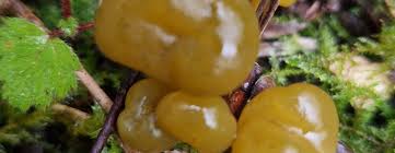 Attēlu rezultāti vaicājumam “Leotia lubrica”