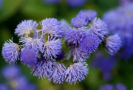 Image result for Ageratum mexicanum