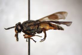 Attēlu rezultāti vaicājumam “Brachycera”