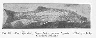 Image result for Ptychocheilus grandis
