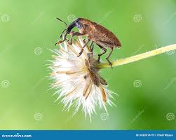 Image result for Coleoptera Curculionoidea