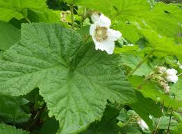 Attēlu rezultāti vaicājumam “Rubus parviflorus”