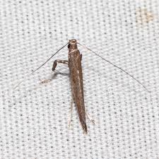 Attēlu rezultāti vaicājumam “Gracillariidae”