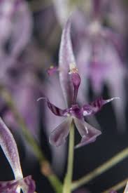 Attēlu rezultāti vaicājumam “Didymium aggregatum macro”