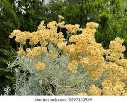 Attēlu rezultāti vaicājumam “Helichrysum arenarium”