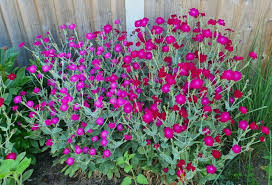 Image result for Lychnis coronaria