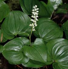 Attēlu rezultāti vaicājumam “Maianthemum bifolium”