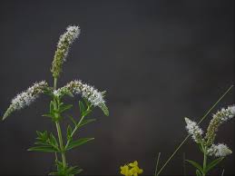 Attēlu rezultāti vaicājumam “Mentha longifolia flower”