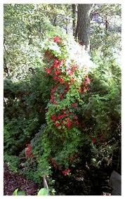 Image result for Ildblomkarse