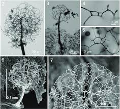 Attēlu rezultāti vaicājumam “Paradiacheopsis rigida stalked”