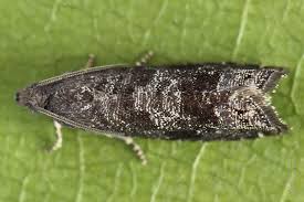 Attēlu rezultāti vaicājumam “Grapholita funebrana”