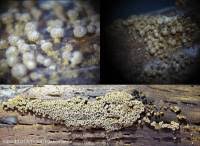 Attēlu rezultāti vaicājumam “Merismodes anomala”