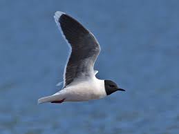 Attēlu rezultāti vaicājumam “Larus minutus”