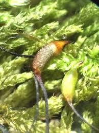 Attēlu rezultāti vaicājumam “Sciuro-hypnum reflexum sporophyte”