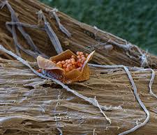 Attēlu rezultāti vaicājumam “Licea minima”