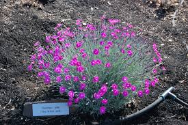 Image result for Dianthus gratianopolitanus