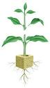 Cutting (plant) - Wikipedia, the free encyclopedia