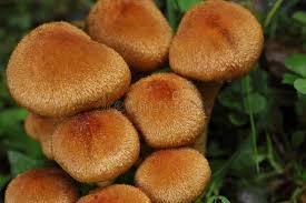 Attēlu rezultāti vaicājumam “Psathyrella lacrymabunda”