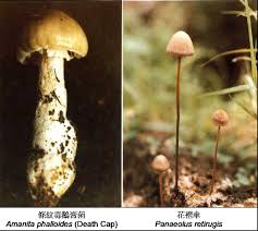 Attēlu rezultāti vaicājumam “Amanita phalloides”