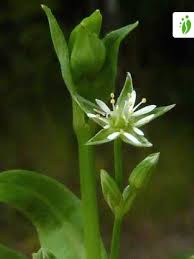 Attēlu rezultāti vaicājumam “Stellaria crassifolia”