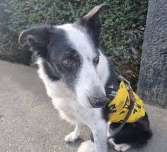 Image result for Skelmersdale Boundary Harriers