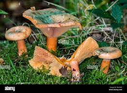 Attēlu rezultāti vaicājumam “Lactarius deterrimus”