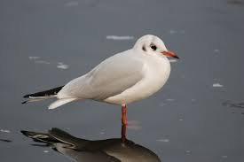 Attēlu rezultāti vaicājumam “Larus ridibundus”