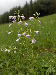 Attēlu rezultāti vaicājumam “Cardamine pratensis”