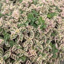 Attēlu rezultāti vaicājumam “Cychramus variegatus”