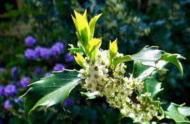 Attēlu rezultāti vaicājumam “Ilex x meserveae”