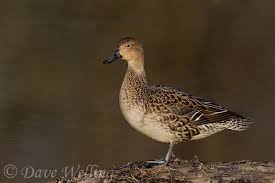 Attēlu rezultāti vaicājumam “Anas acuta male”