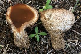 Attēlu rezultāti vaicājumam “Peziza ammophila”