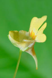 Attēlu rezultāti vaicājumam “Linaria vulgaris bud”