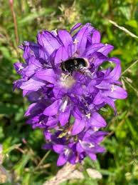 Image result for Campanula spicata