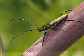 Attēlu rezultāti vaicājumam “Aromia moschata”