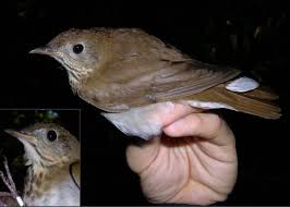 Image result for Catharus fuscescens