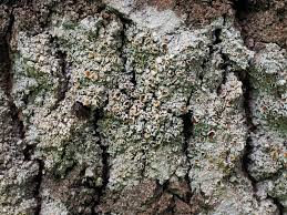 Attēlu rezultāti vaicājumam “Lecanora allophana”