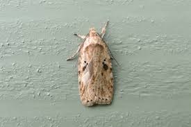 Attēlu rezultāti vaicājumam “Agonopterix aranella”