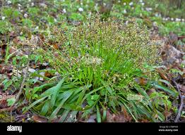 Attēlu rezultāti vaicājumam “Luzula pilosa flower”