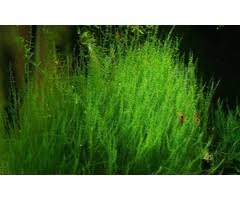 Attēlu rezultāti vaicājumam “Leptodictyum riparium sporophyte”