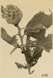 Attēlu rezultāti vaicājumam “Rabdophaga degeeri”