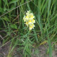 Attēlu rezultāti vaicājumam “Linaria loeselii fruit”