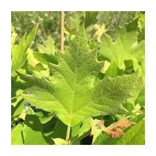 Attēlu rezultāti vaicājumam “Platanus x hispanica (syn. Platanus x acerifolia) leaf”
