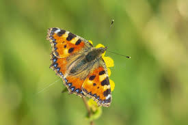 Attēlu rezultāti vaicājumam “Aglais urticae upperside”