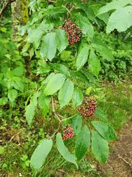 Attēlu rezultāti vaicājumam “Adoxaceae”