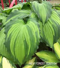 Image result for Hosta Warpaint