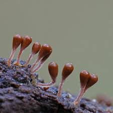 Attēlu rezultāti vaicājumam “Hemitrichia calyculata young”