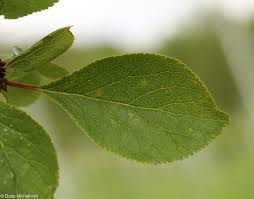 Attēlu rezultāti vaicājumam “Prunus domestica subsp. insitita”