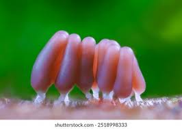 Attēlu rezultāti vaicājumam “Stemonitis fusca plasmodium”